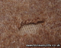 clothes moth carpet damage