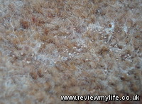 common clothes moth eggs
