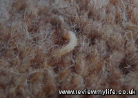 common clothes moth larvae in carpet