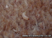 common clothes moth larvae in carpet